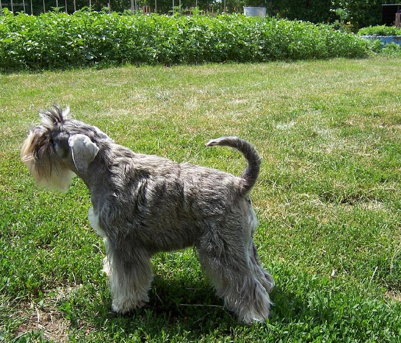 Foto: Haf, haf, já to tady všechno ohlídám