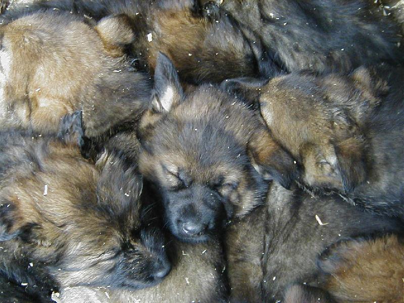 Foto: Psí DOMINO-miminka ovčáků - CHS - z JENIVE -