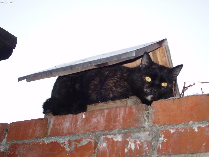 Foto: Adélka-Kam se schovat před dešťem?