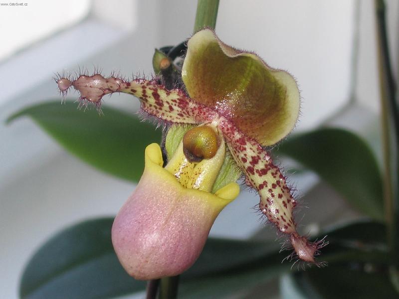 Foto: Střevičníkovec