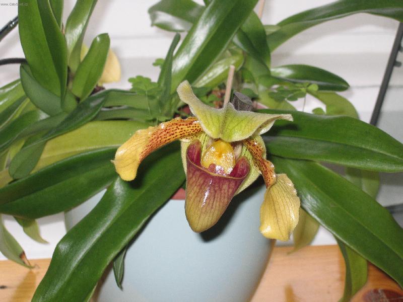 Foto: Střevičníkovec