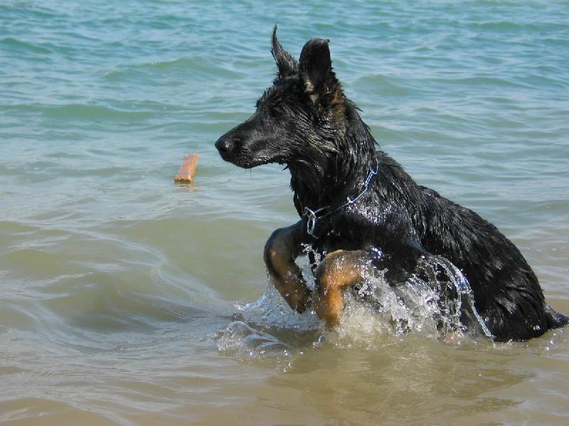 Foto: vydrž,už plavu-Naše fenka Dinda je od narození vodouch, dokonce ani voda nyní při povodních by ji nevadila