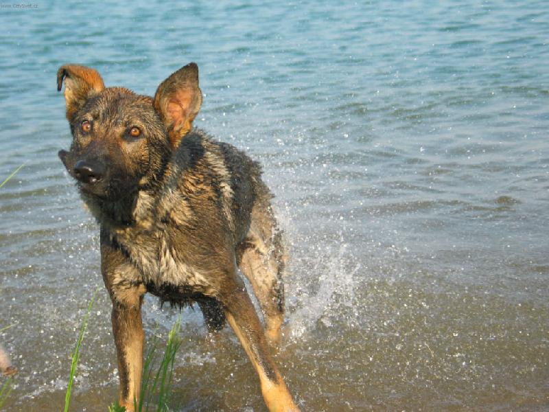 Foto: příště už mi ale neunikne-Naše fenka loví kačeny a pak takto vypadá