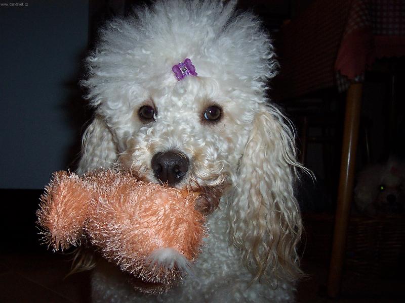 Foto: Pudlík Dixi-Kdo chtěl půjčit plyšáka???