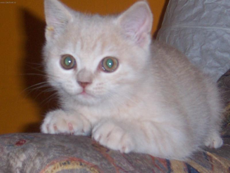 Foto: Pozor vyletí ptáček-Náš Garpík