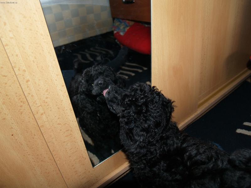 Foto: Kamaráde pojd si se mnou hrát !!!!!-Sendynka 11 týdnu se seznamuje se sebou