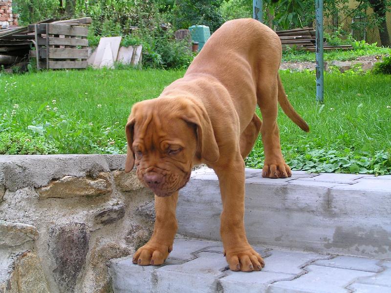 Foto: hop hop ze schodů-Atík a schody