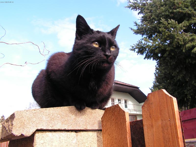 Foto: Bez mého vědomí do domu neproklouzne ani myš!