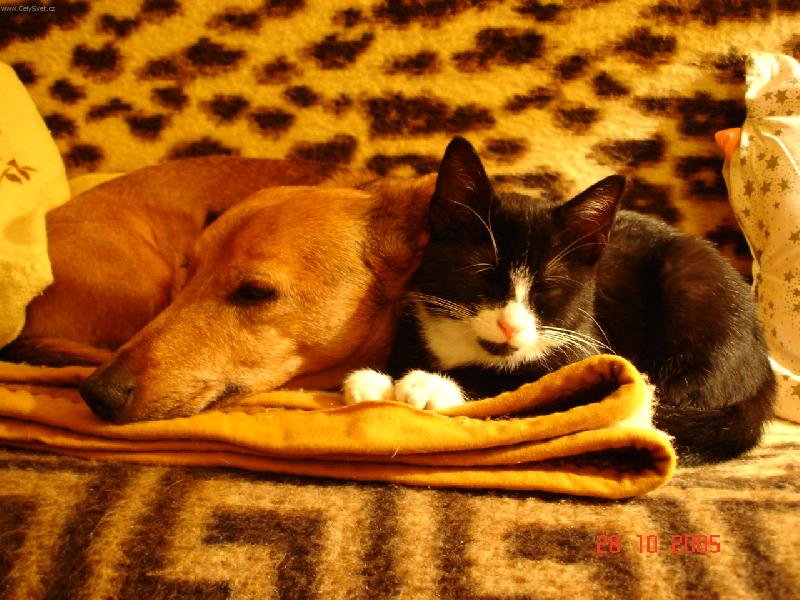 Foto: kámoši Brok a Molly