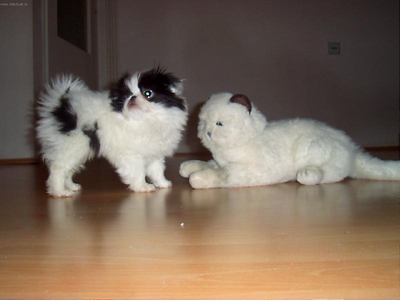 Foto: Který je opravdový?-Kočka a Kočkopes