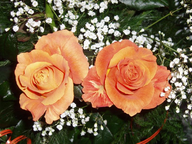 Foto: Čajová růže