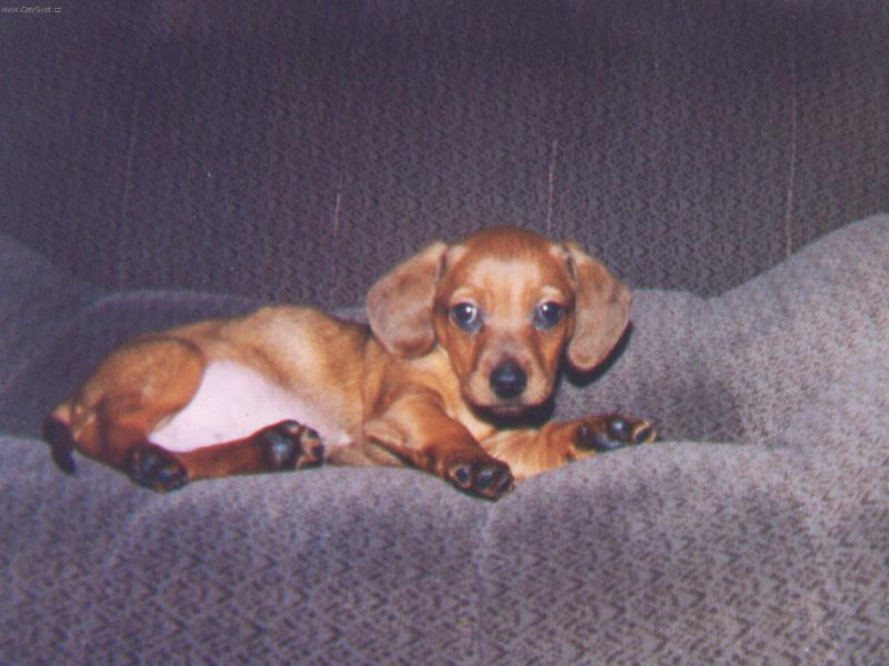 Foto: Copak bych zase provedl?-Náš Maxíček