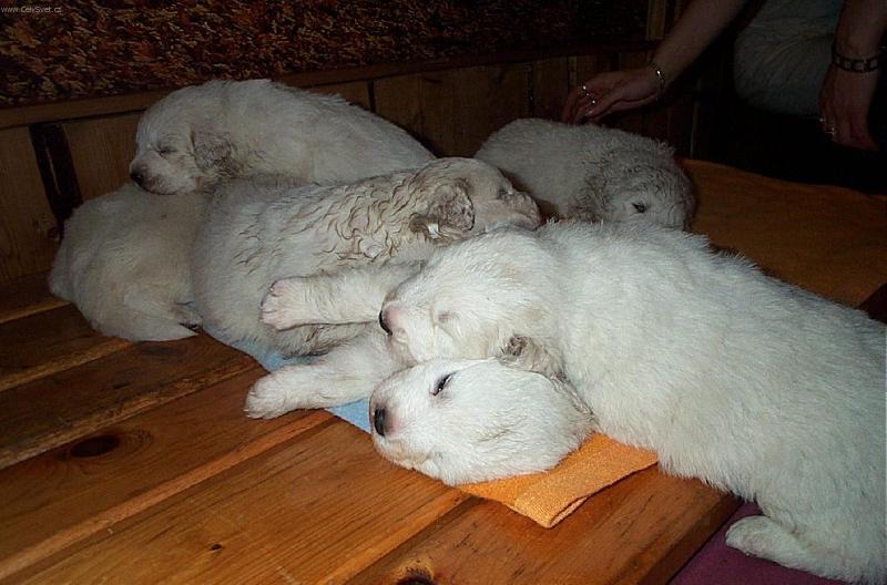 Foto: Sestřičky-usneme úplně všude :-)