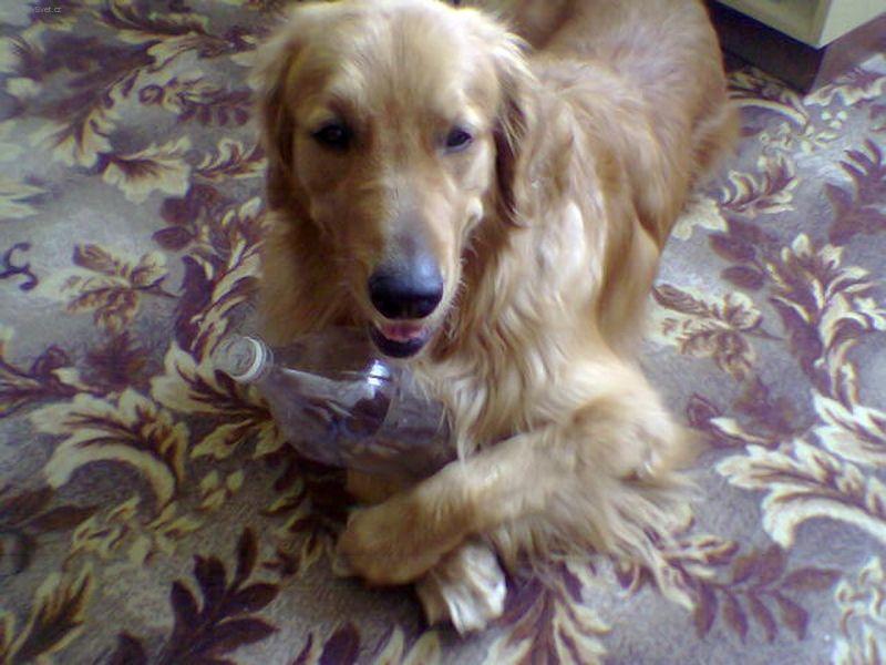 Foto: Falko4-Mňam, byla dobrá