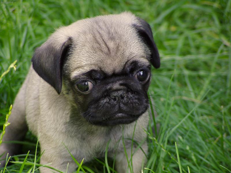 Foto: Zvířecí Hurvínek