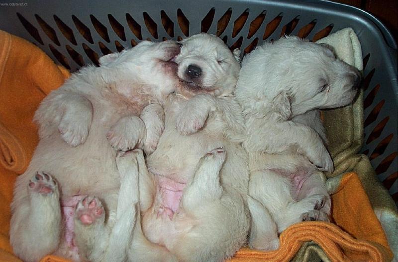 Foto: Miminka-To je moje ouško a ne dudlíček