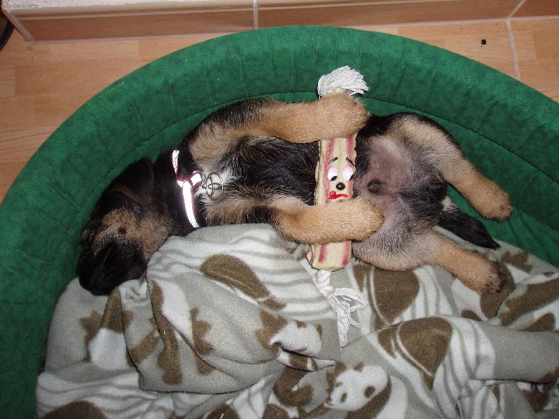 Foto: Spinkám-Black doma v pelíšku