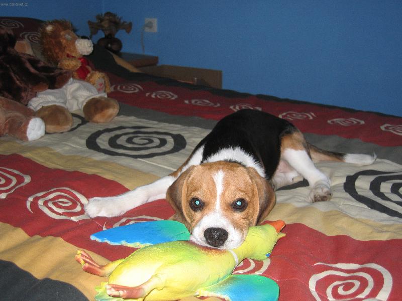 Foto: Denny-Pes lovecký (nebo gaučák?)