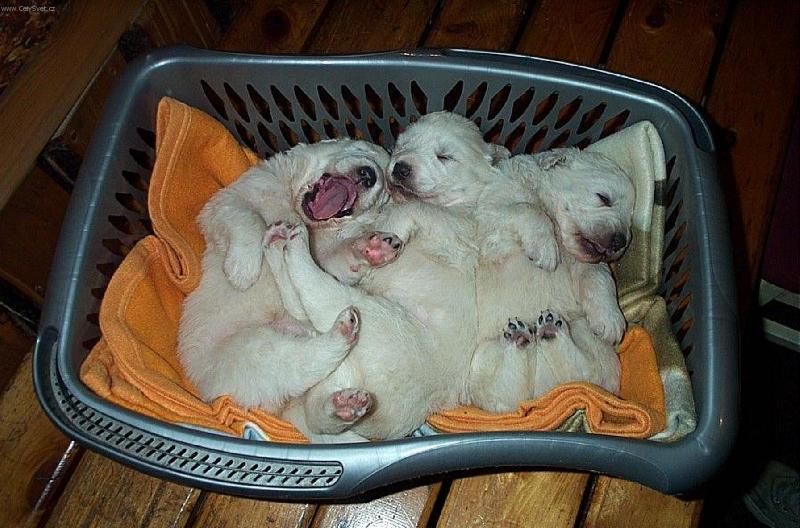 Foto: Odpočinek-uáááh, já bych spinkala