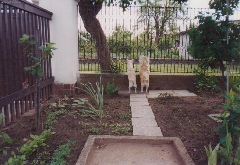 Foto: Vyhlížení páníčka-to je doba, než přijede