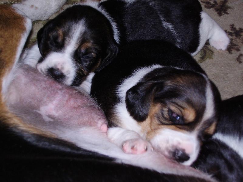 Foto: TO JE RÁDLO CO?-Je nám čtrnát dní