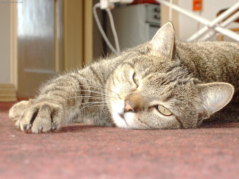 Foto: Kočička-Můj Miláček:o)