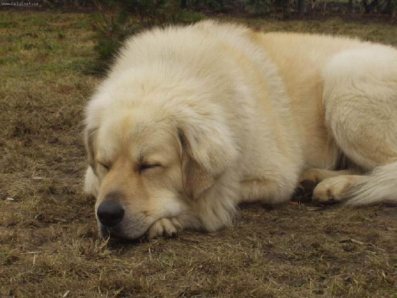Foto: Spící hlídač-Tibetská doga Apollo