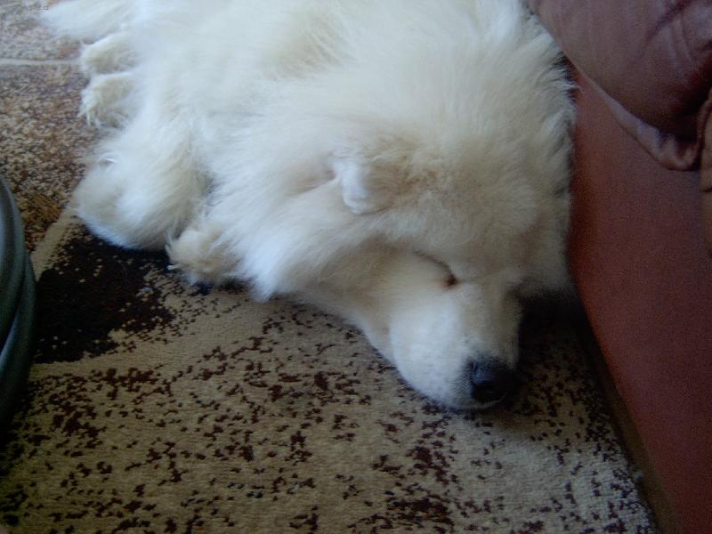 Foto: Bella-Takle spí náš mazlíček Bellinka!!! :-D)