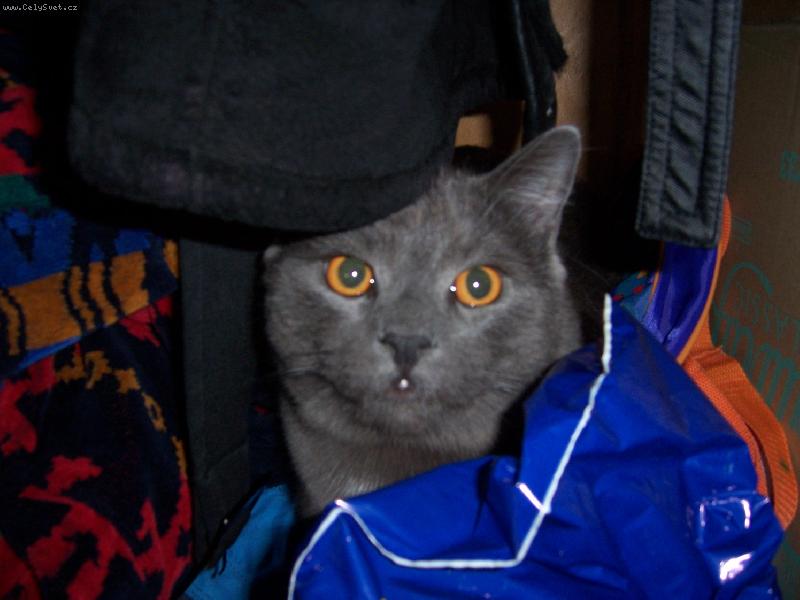 Foto: kartouzský svetřík- kocour Valentýn