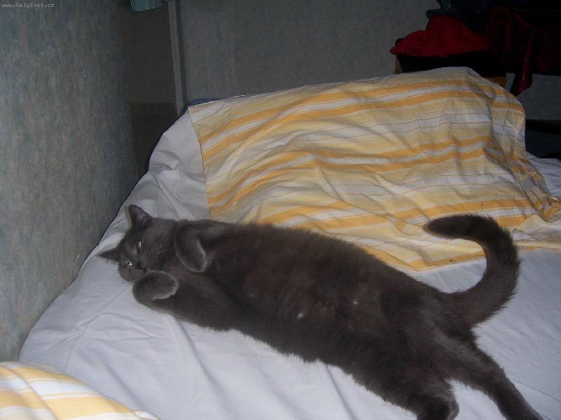 Foto: Dnes zde spím já-Valentýnek v paniččině posteli