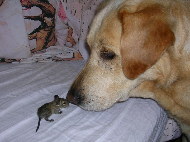 Foto: Ahoj, těší mě, jmenuji se Sany a jak říkají tobě?-Náš Sanoušek s týdením miminkem osmáčka degu