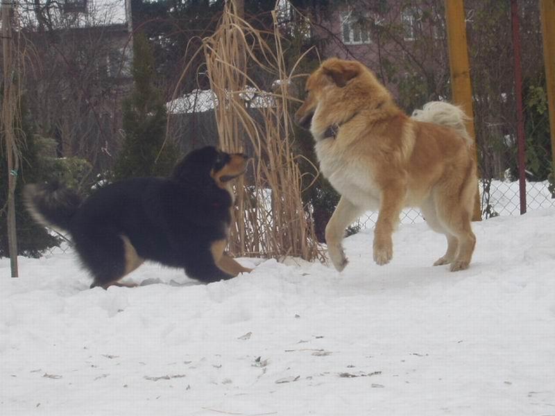 Foto: AHOJ NEVLASTNÍ BRÁCHO!-Roční fenka Brooke s o rok starším nevlastním bráchou Arturem.