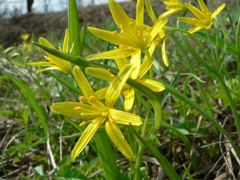 Foto: Křivatec lutý