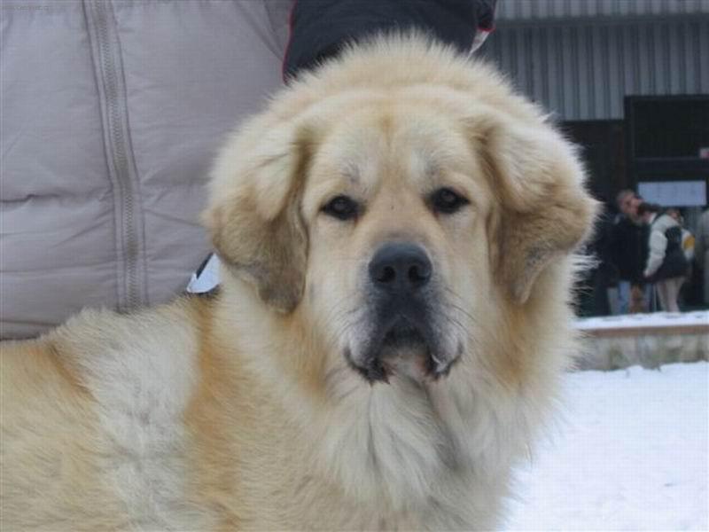 Foto: Apollo-Apollo na NVP Olomouc 15.1.2006