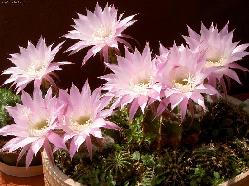 Foto: Exotika na balkóně v paneláku-Rostu si tu jenom tak...