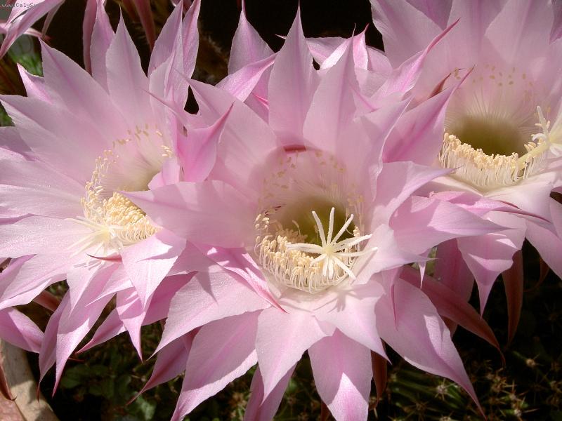 Foto: Jsem zkrátka krasavec-Do třetice