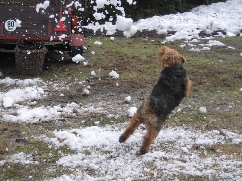 Foto: já lítám!-kdo říkal že psi nelítají??