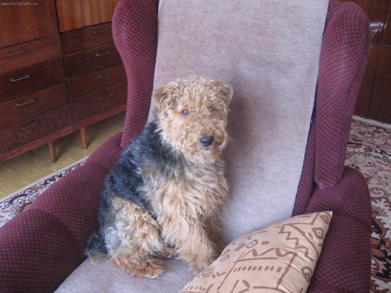 Foto: tady jsme pánem já!-ale pssst!na křeslo já nesmím!