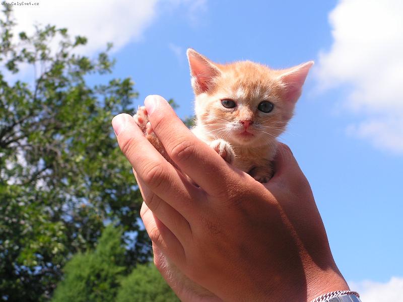 Foto: Hromádka neštěstí-Malé kotě spalo v botě...