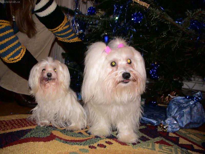 Foto: Nelinka a Beruška-Není maltézáček jako maltézáček