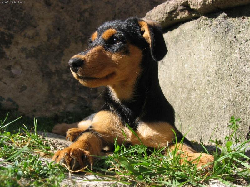 Foto: Brodynka-Na sluníčku je nejlépe!