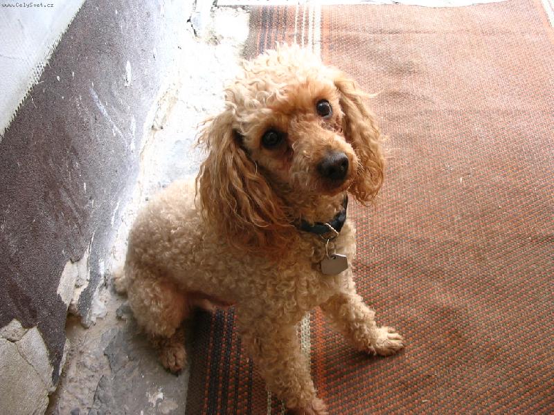 Foto: Typický psí pohled