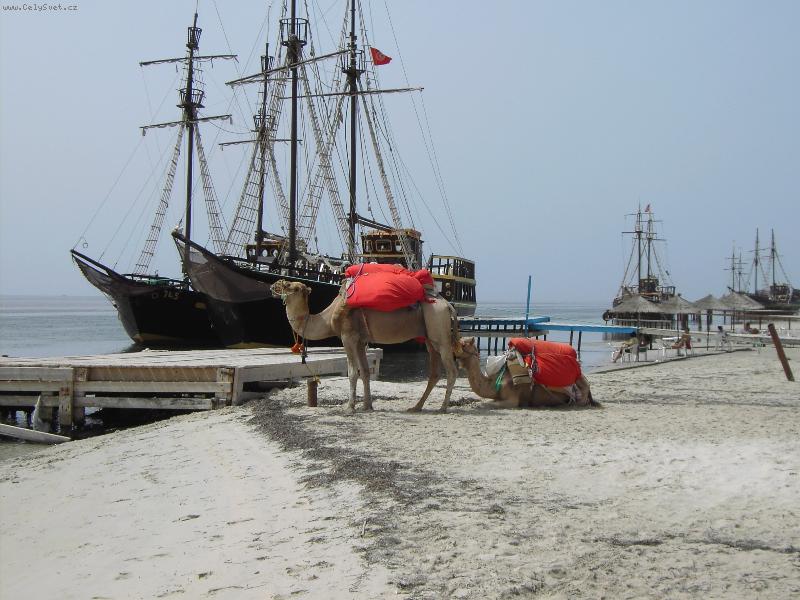Foto: Velbloudi-Pohled na velbloudy v zátiší s loděmi