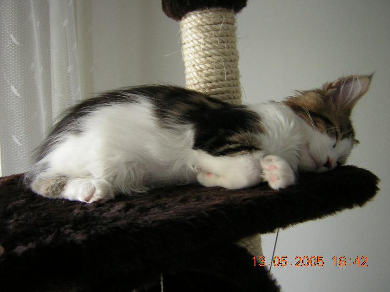 Foto: Evelyn-Leží a hajinká, potvůrka malinká ..