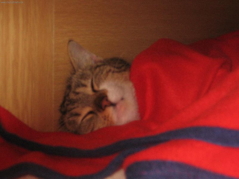 Foto: Lilina-povaleč