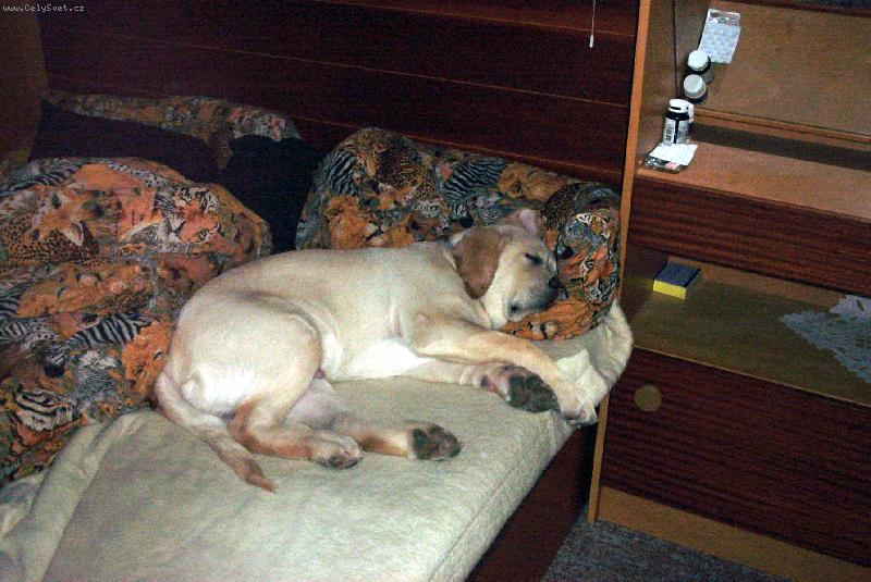 Foto: White-Jen si trochu zdřímnu