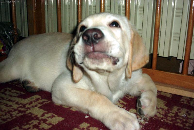 Foto: White-Dnes mám dobrou náladu