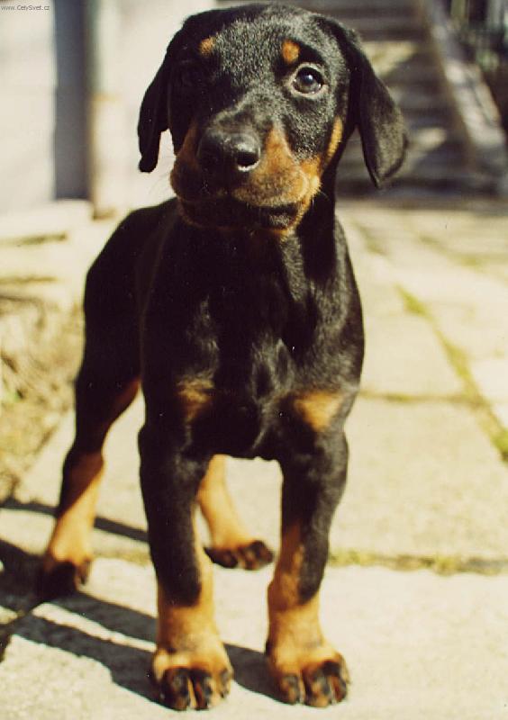 Foto: Až vyrostu, budu dobrman