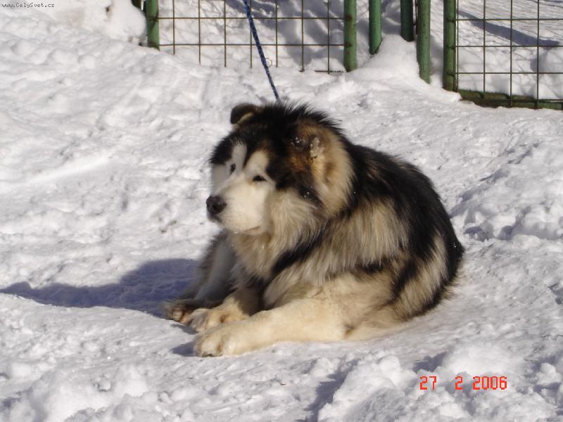 Foto: Lední medvídek 2