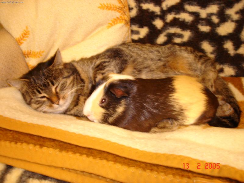 Foto: Týnka a Fidorka-Jsem jako její kotátko,dokonce mě i čistí kožíšek